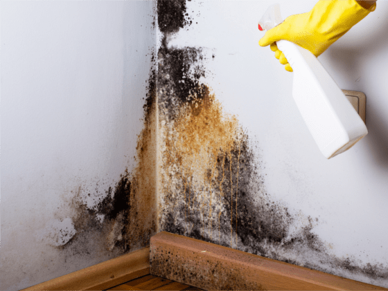 what causes black mould
