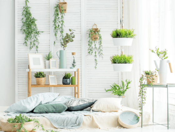 air purifying indoor plants
